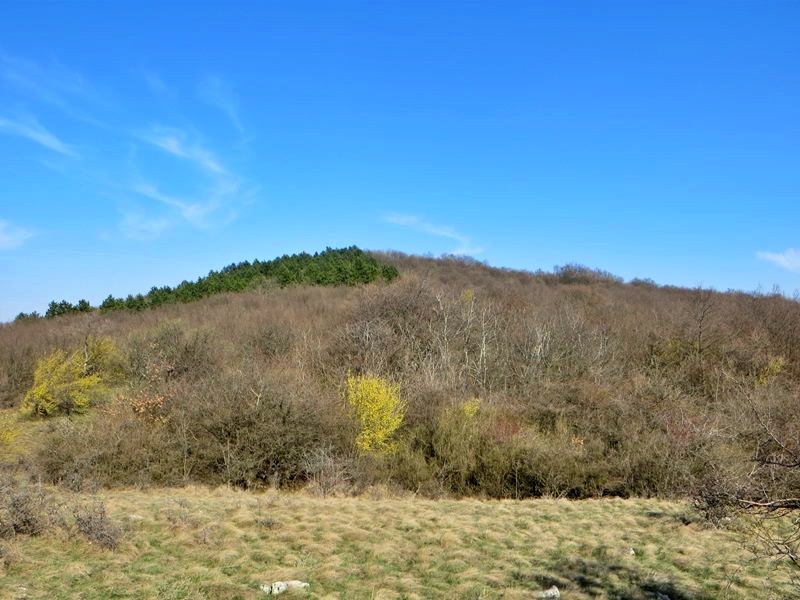 Temeni vrh