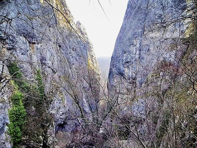 Trnsko zdrelo naslovna