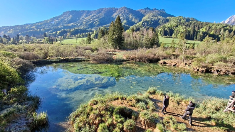 Jezero Zelenci