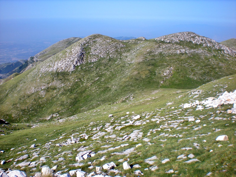20 greben pangea