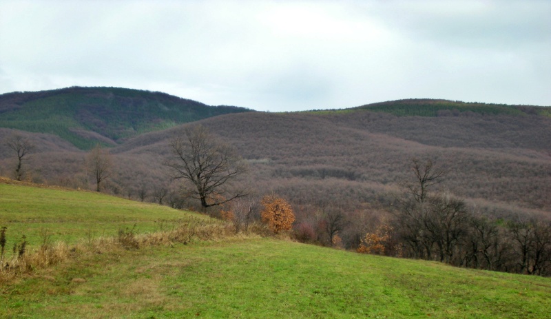 12_gavranusa